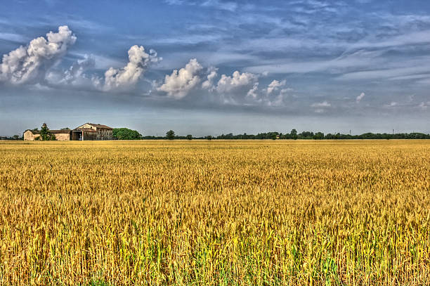 istock farmhouse deep in the grain 179117055