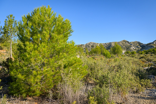 A pine tree on a sunny morning in the Alpilles (Provence, France)