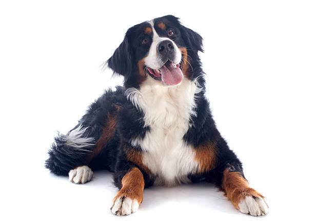 Bernese mountain dog on white background  portrait of a purebred bernese mountain dog in front of white background bernese mountain dog photos stock pictures, royalty-free photos & images