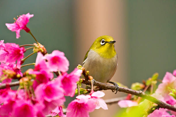 istock Japanese White-eye with pink cherry blossoms 179117466