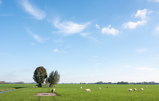 curious sheep and willow trees in green grassy polder between utrecht and meerkerk in holland under blue sky
