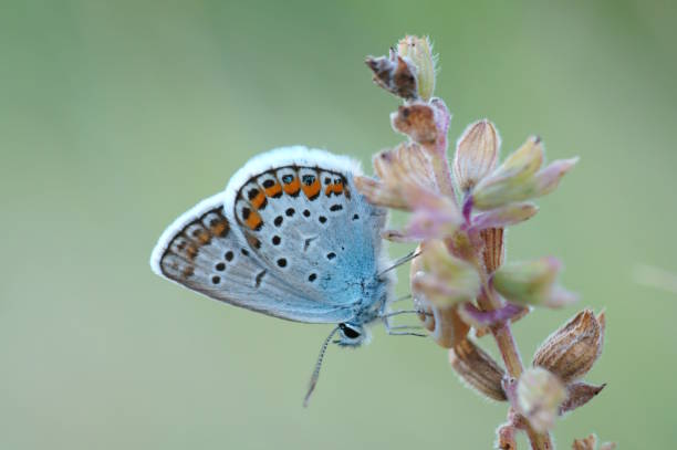 istock A small butterfly on a flower. Fabulous nature. 1791176926