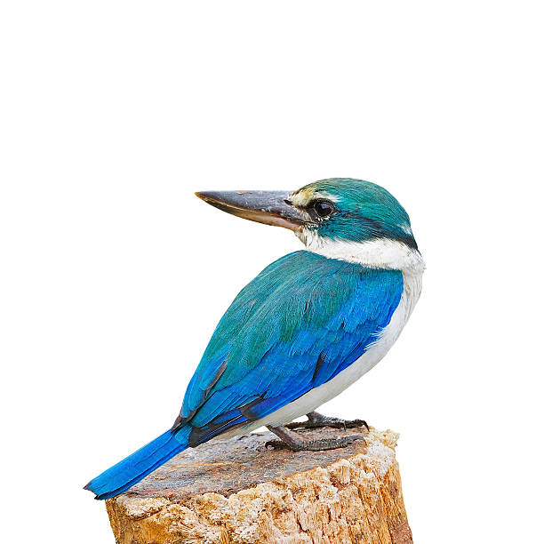 Sacred Kingfisher Blue and white Kingfisher, Sacred Kingfisher (Todiramphus sanctus), standing on the stump, isolate on a white background todiramphus sanctus stock pictures, royalty-free photos & images