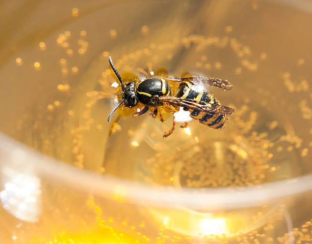 istock Drown bee or wasp in a wine 179117851
