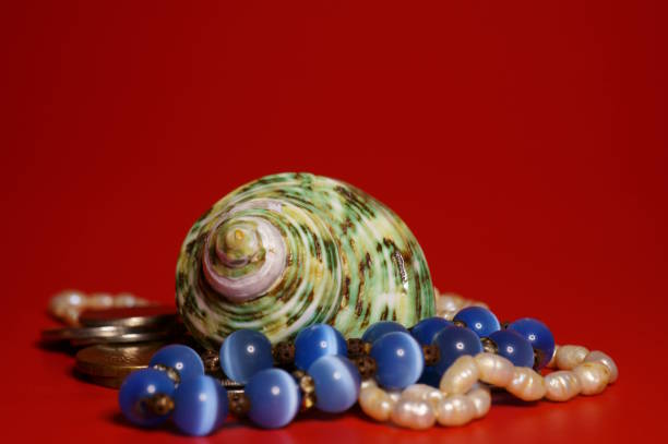 Seashell and jewelry. Objects on a red background.