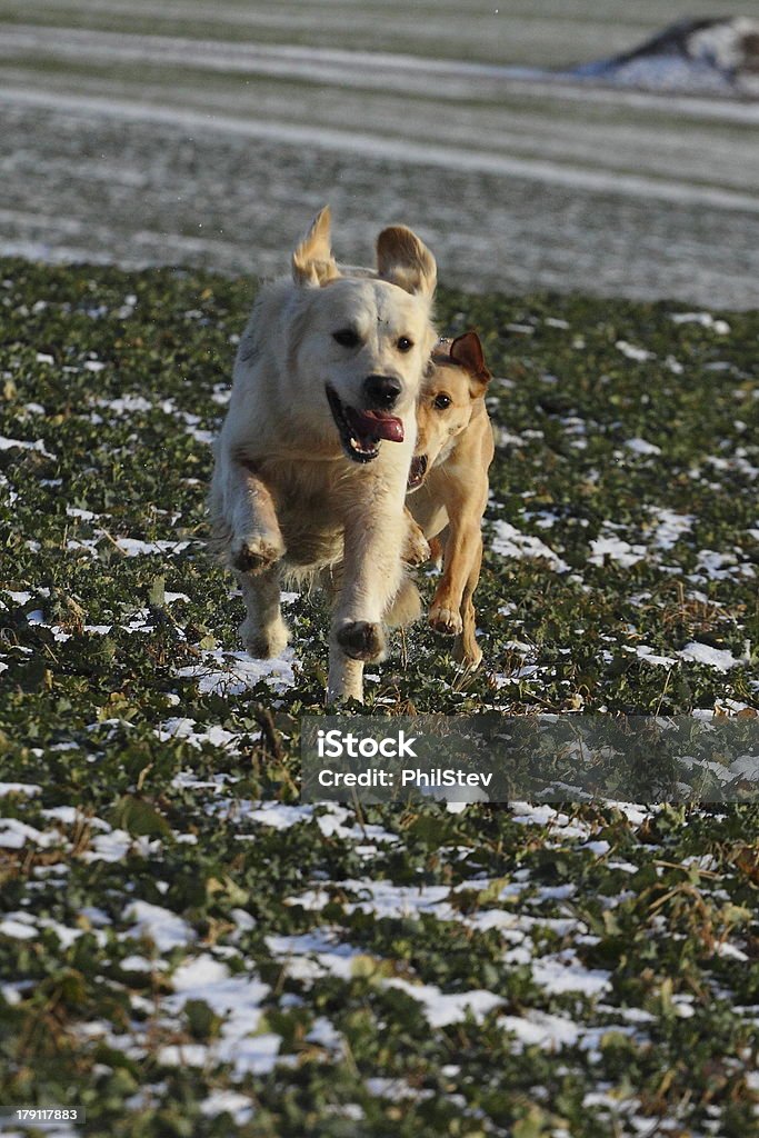 Spielen Hunde - Lizenzfrei Feld Stock-Foto