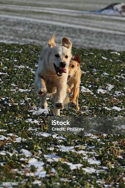 A Tocar Cães - Fotografias de stock e mais imagens de Ao Ar Livre - Ao Ar Livre, Brincar, Campo agrícola