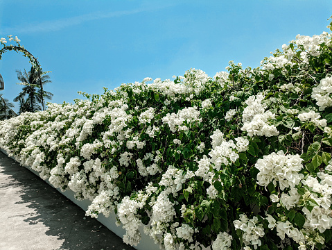 White bougainvillea flowers with blue sky copy space. Abundant white flowers on the wall. Tropical flora. Bougainvillea flowers in the background. White bougainvillea blooming on a white wall.