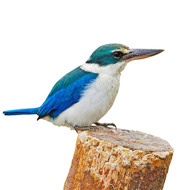 Sacred Kingfisher Colorful blue and white Kingfisher, Sacred Kingfisher (Todiramphus sanctus), standing on the stump, breast profile, isolate on a white background todiramphus sanctus stock pictures, royalty-free photos & images