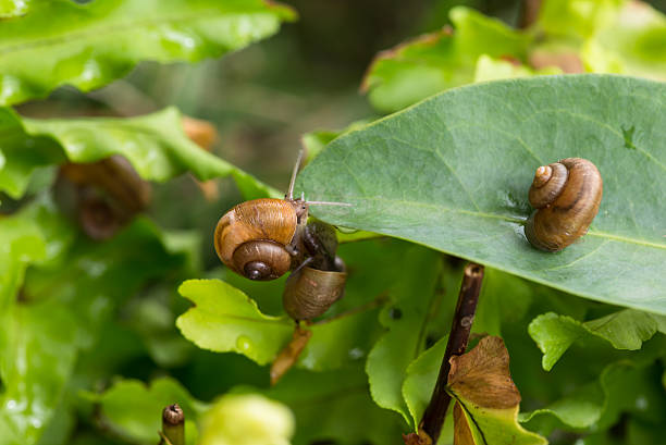 istock Two tiny garden snails clinging to the leaves close up 179118242