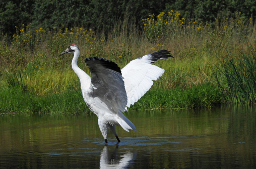 Whooping Crane showing off for mate standing in water.