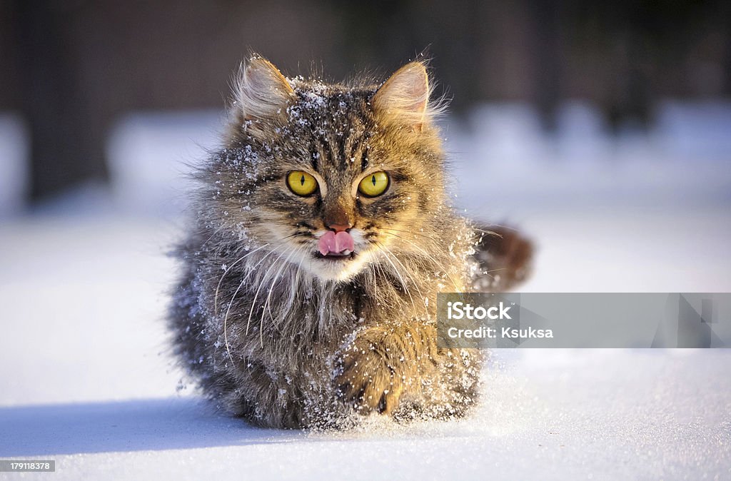 cat in winter cat with big yellow eyes in winter Snow Stock Photo