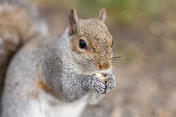 istock Close up of a squirrel with a diffused background 1791183907