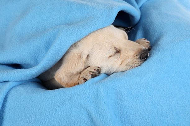 istock Eight week old sleeping Labrador puppy 179118510