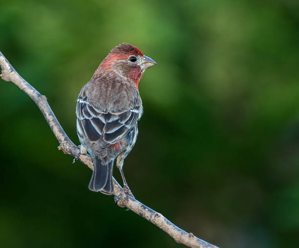 istock Male House Finch 179118541