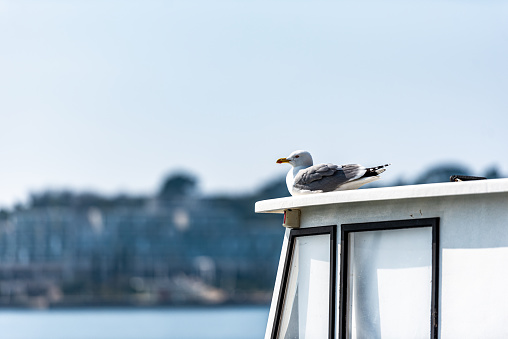 Seagull Perching on Fishing Boat