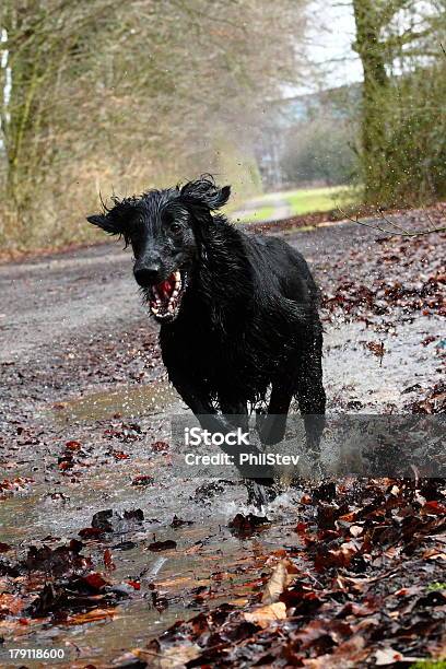 Runningbeschichtetes Retriever Stockfoto und mehr Bilder von Apportieren - Apportieren, Baum, Flat Coated Retriever