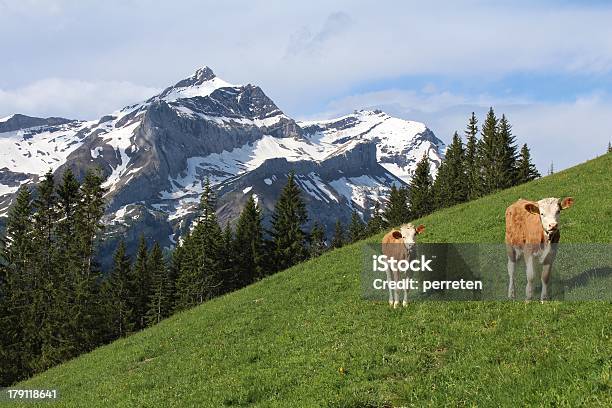 Polpacci Davanti Alla Oldenhorn - Fotografie stock e altre immagini di Agricoltura - Agricoltura, Albero, Alpi