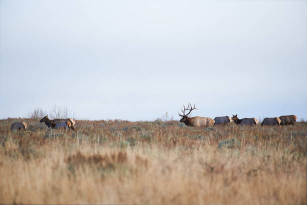 istock 1023 Wapiti Bull and Cows 1791186892