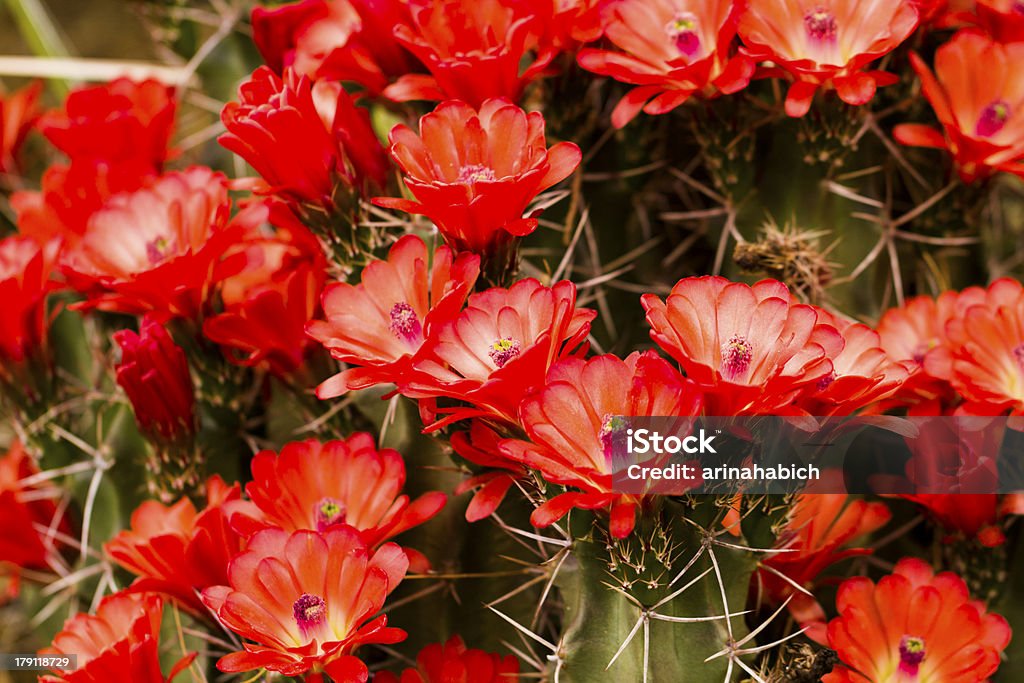 flor - Foto de stock de Echinocereus Triglochidiatus royalty-free