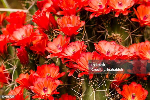 Foto de Flor e mais fotos de stock de Echinocereus Triglochidiatus - Echinocereus Triglochidiatus, Cabeça da flor, Cacto
