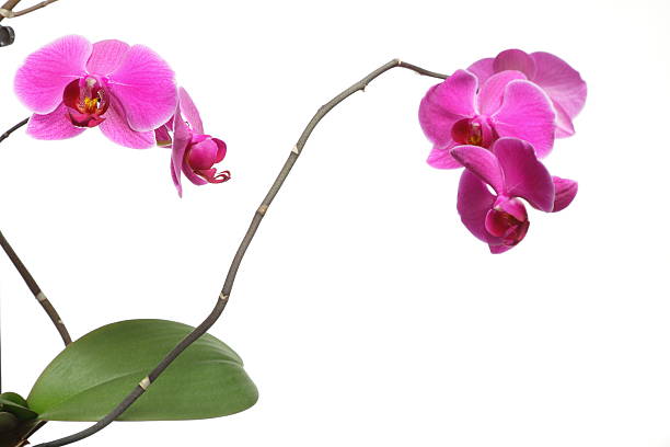 istock Phalaenopsis. Purple orchid on white background 179118734