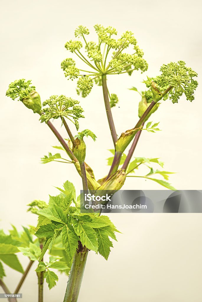 Angelica plantas e de comidas e remédios - Foto de stock de Angélica royalty-free