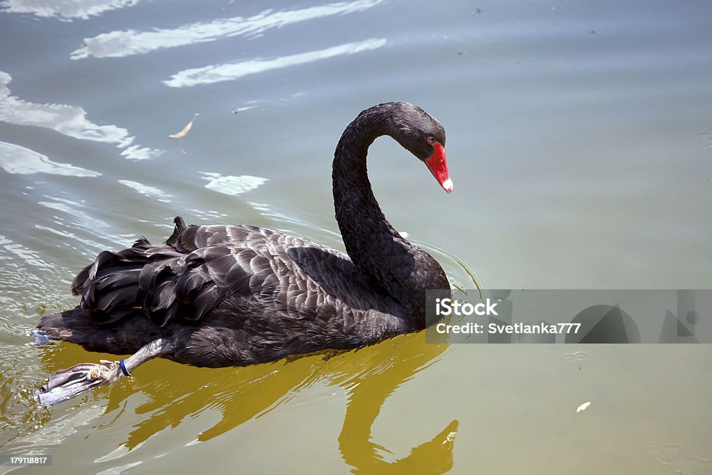 Cisne negro sobre el agua. - Foto de stock de Agua libre de derechos