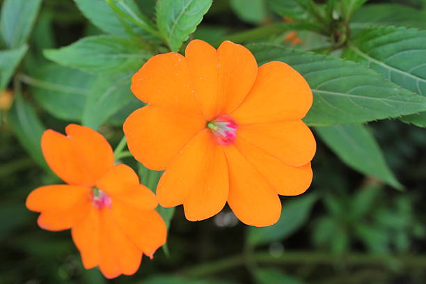 Arancio fiori di colore - foto stock