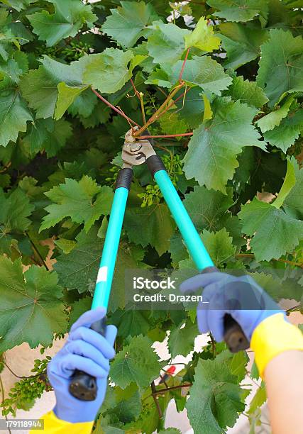 Foto de Madura Irreconhecível Gardener Aparar Grapevine Com Tesoura Em Vinhedo e mais fotos de stock de Agricultura