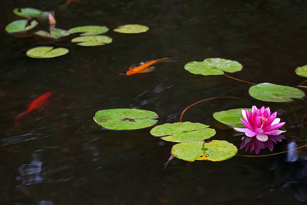 istock Pond with pink waterlily 179119031
