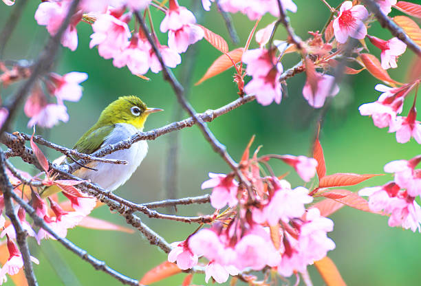 istock Yellow warbler bird sitting on a cherry tree branch 179119072
