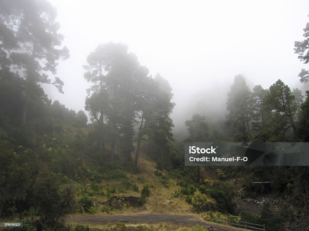 Wald im Nebel - Lizenzfrei Ast - Pflanzenbestandteil Stock-Foto