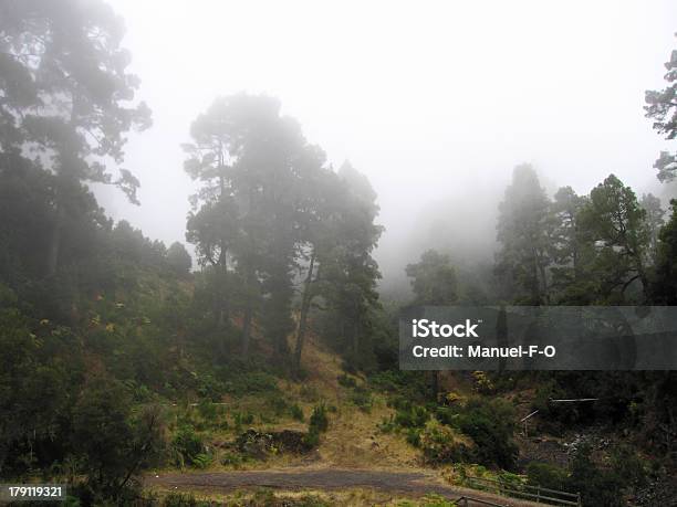 Wald Im Nebel Stockfoto und mehr Bilder von Ast - Pflanzenbestandteil - Ast - Pflanzenbestandteil, Atlantikinseln, Baum