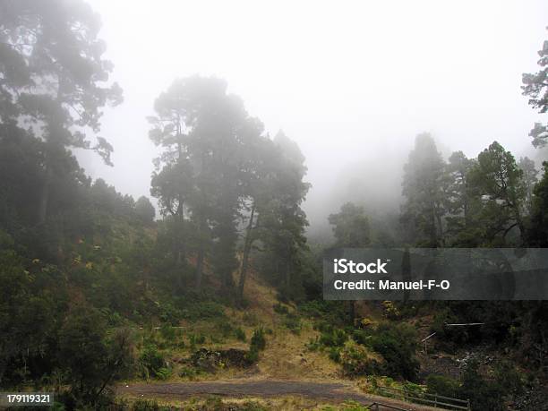 Foresta Nella Nebbia - Fotografie stock e altre immagini di Albero - Albero, Ambientazione esterna, Area selvatica