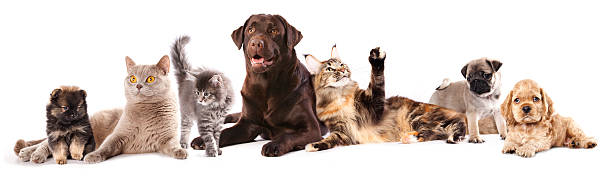 istock Group of cats and dogs 179119324