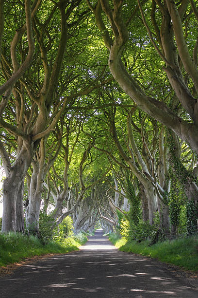 istock Magical woods of Dark Hedges 179119500