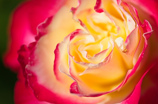 Closeup of Red and White Rose