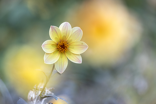 Close shot of a yellow flower in autumn.