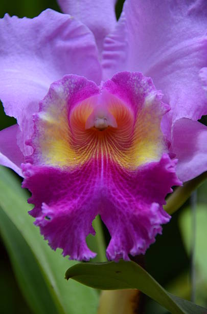 istock Purple orchid 179119580