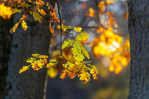 Close shot of of oak leaves against sunset in autumn.