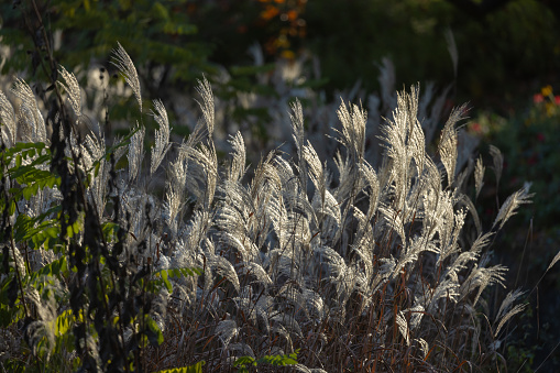 Beautiful feather grass illuminated by the evening sunlight.