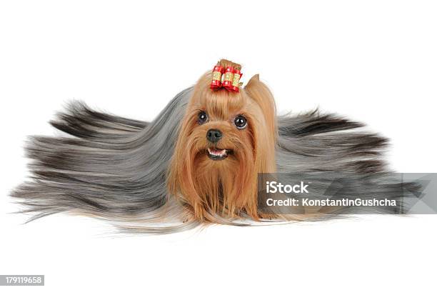 Terrier De Yorkshire Largo Con Recubrimiento De Plata Cabello Foto de stock y más banco de imágenes de Animal