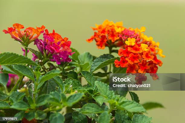 Lantana Flores Foto de stock y más banco de imágenes de Botánica - Botánica, Color - Tipo de imagen, Detalle de primer plano