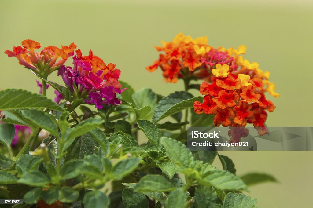 Lantana fiori - Foto stock royalty-free di Arancione