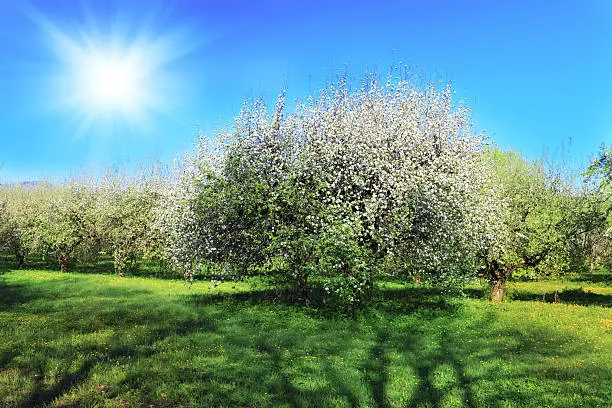 Blossom apple-trees garden at the spring.