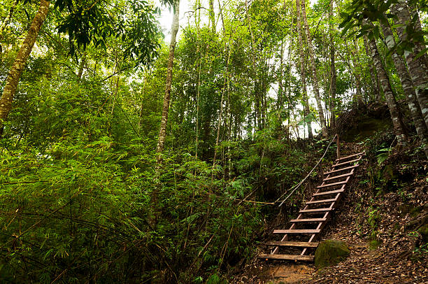 istock Ladder in middle of forest 179120012