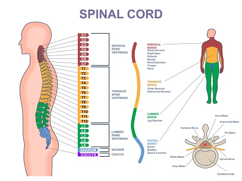 Medical diagram of spinal cord. Anatomical infographic with different part of spine, nervous system and vertebrae. Cervical, thoracic, lumbar, sacral and coccyx spine. Cartoon flat vector illustration