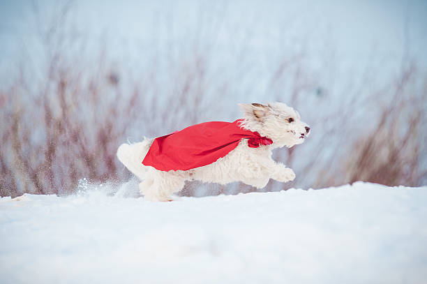 istock funny curly super dog running 179120142