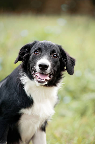 istock cute border collie puppy portrait 179120154